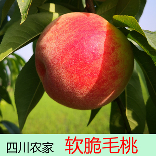 桃子新鲜现货 5斤脆桃现摘四川软硬桃脆甜毛桃 新鲜 现货孕妇包邮