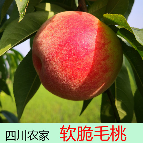 桃子新鲜现货斤脆四川软硬