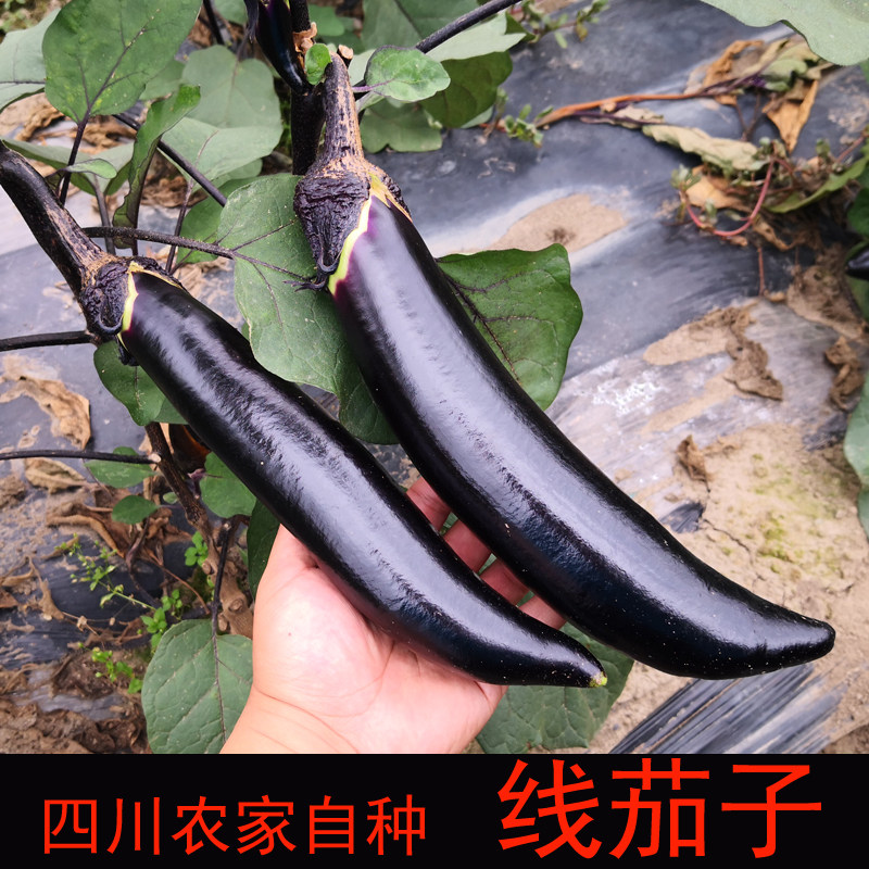 茄子新鲜 3斤线长茄子细长小紫四川农家自种本地绿色新鲜蔬菜包邮