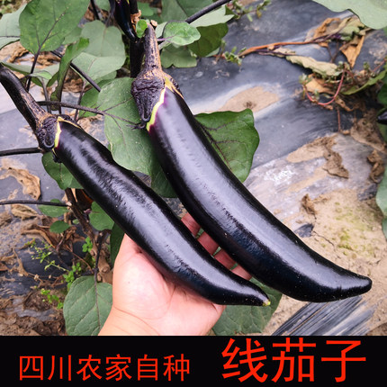 茄子新鲜 3斤线长茄子细长小紫四川农家自种本地绿色新鲜蔬菜包邮