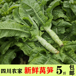 莴笋新鲜青笋新鲜莴笋尖脆莴笋莴苣新鲜四川绿色 蔬菜5斤包邮