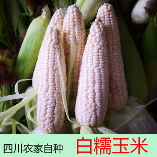 糯米玉米新鲜带皮现摘 糯玉米甜黏早餐粗粮农家露天自然熟包邮5斤