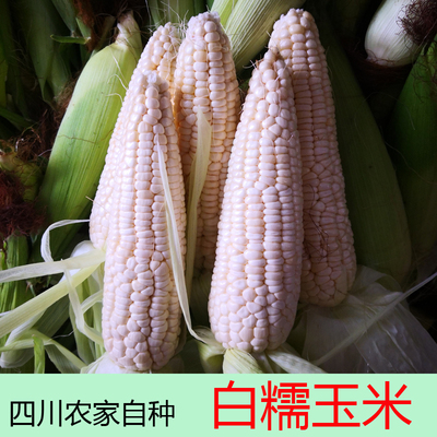 玉米新鲜带皮现摘早餐粗粮农家