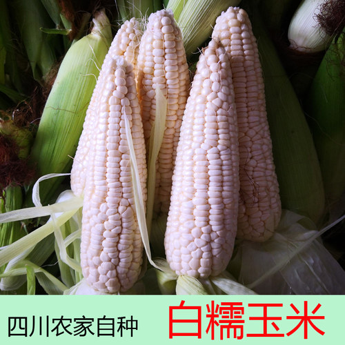 玉米新鲜带皮现摘早餐粗粮农家