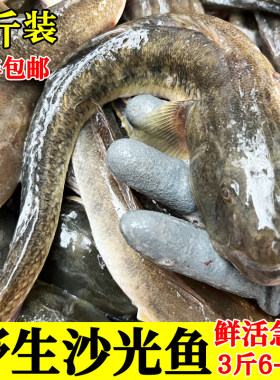 胖头鱼海鲶鱼鲜活大沙光鱼推浪鱼新鲜海鱼特产小龙鱼