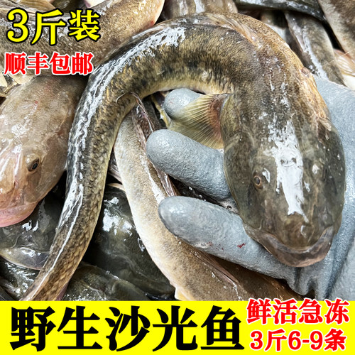 胖头鱼海鲶鱼鲜活大沙光鱼推浪鱼新鲜海鱼特产小龙鱼