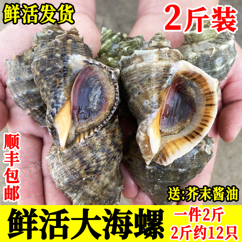 海捕海螺鲜活中号响螺2斤约10个