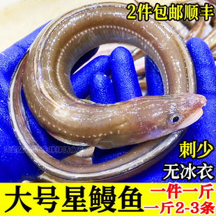 3条一斤海捕七星海鳗鱼鲜活海鱼沙鳗称心速冻海鲜油鳗刺少无冰