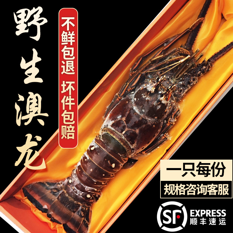 青岛信杰水产野生澳洲龙虾新鲜红龙包邮鲜活海鲜冷冻花龙青龙澳龙