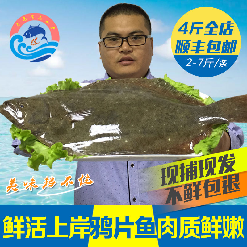青岛新鲜鸦片鱼鲜活海捕海鲜