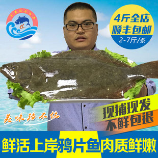 青岛新鲜鸦片鱼鲜活比目鱼海捕海鱼包邮鲆鱼鱼类海鲜鲽鱼大牙片鱼