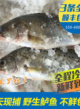 新鲜鲈鱼野生海鱼包邮海鲜水产鲜活冷冻海鲈鱼七星鲈鱼寨花鱼花鲈