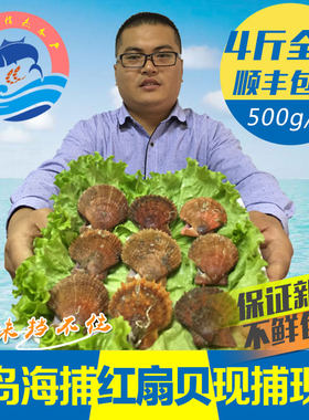 青岛鲜活红扇贝野生扇贝顺丰包邮新鲜海鲜贝类水产现捕现发红扇贝