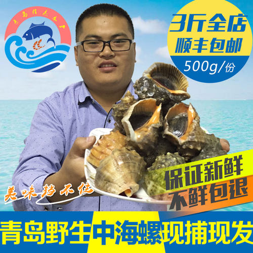 鲜活野生贝类大海螺