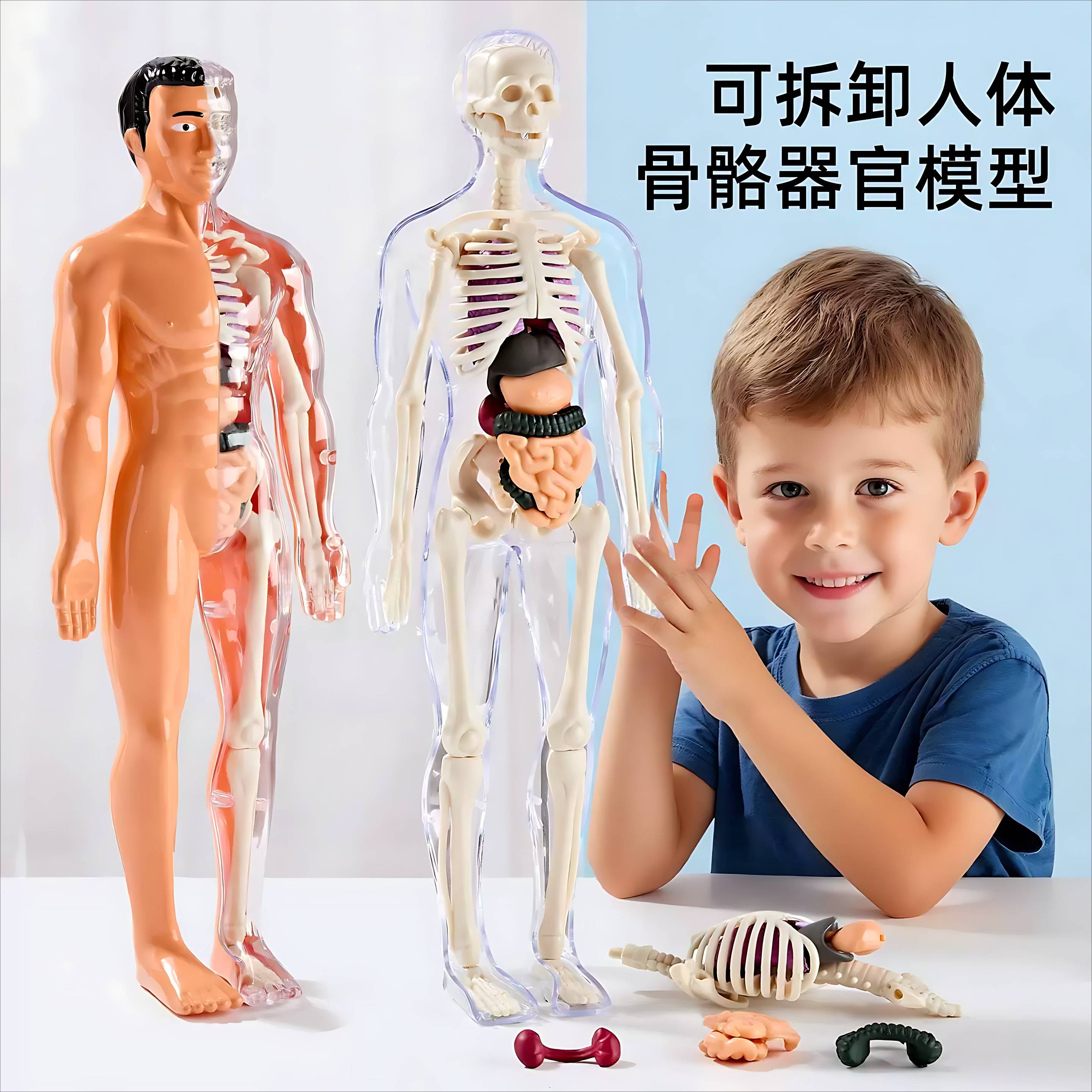 儿童益智可拆卸3D人体骨骼模型|