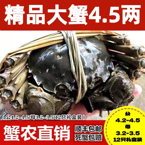 活蟹梁子湖区特产梁子岛大闸蟹大红膏鲜活新鲜螃蟹12只中秋礼品