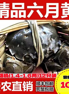 活蟹六月黄梁子湖区大闸蟹鲜活香辣蟹12/16只装14-1.6两公母随机