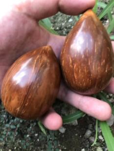 手工打磨高抛原生态加工库克原果手把件摆件雕刻手持文玩手球天然