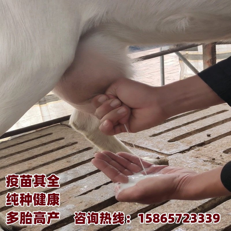 高产奶萨能奶山羊红鹿奶山羊羊羔