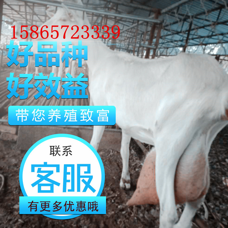 纯种萨能奶山羊怀孕母羊种公羊土根宝奶山羊红鹿奶山羊高产奶山羊