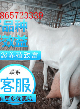 高产奶萨能奶山羊红鹿奶山羊