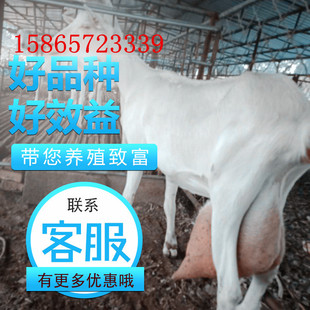 纯种萨能奶山羊怀孕母羊种公羊土根宝奶山羊红鹿奶山羊高产奶山羊