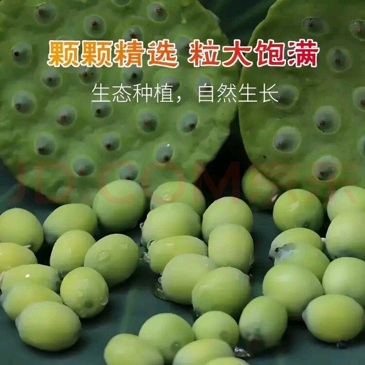 今年新种新鲜莲子种子四季播种莲子种子莲子种子莲子种子