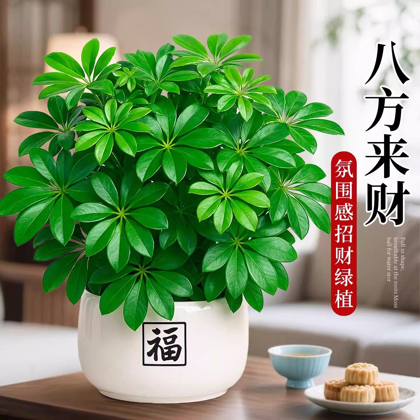 鸭脚木盆栽花卉绿植办公室桌面小盆景旺宅绿植易活植物四季常青,鲜花速递/花卉仿真/绿植园艺,绿植,淘宝优惠券,粉丝福利购,淘宝优惠卷