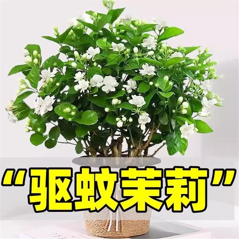 茉莉花盆栽重瓣开浓香四季