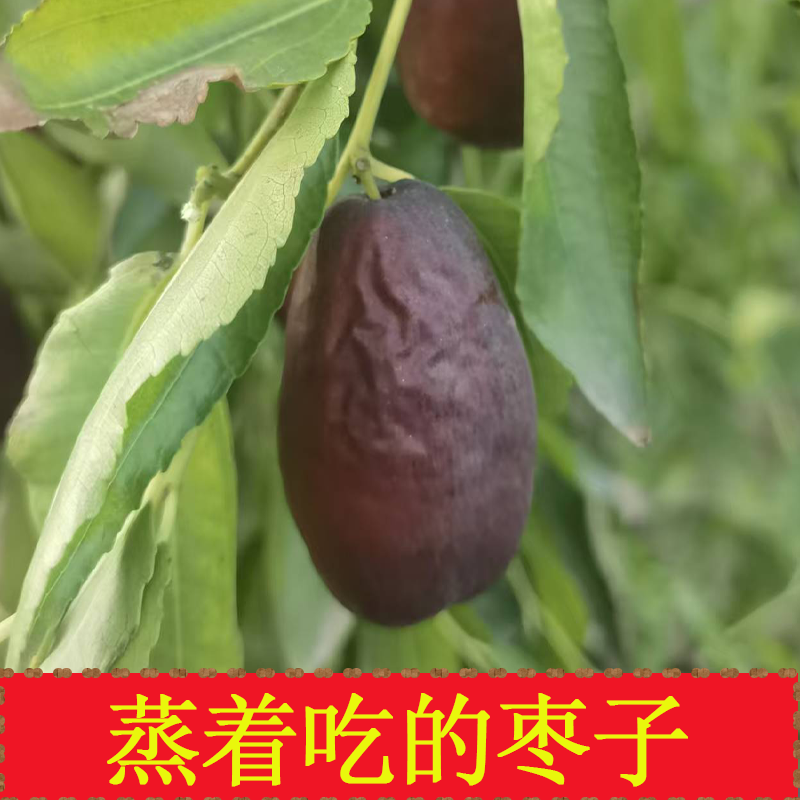 宁夏灵武长枣新鲜枣子长红枣当季水果蒸着吃的枣子蒸枣新鲜5斤