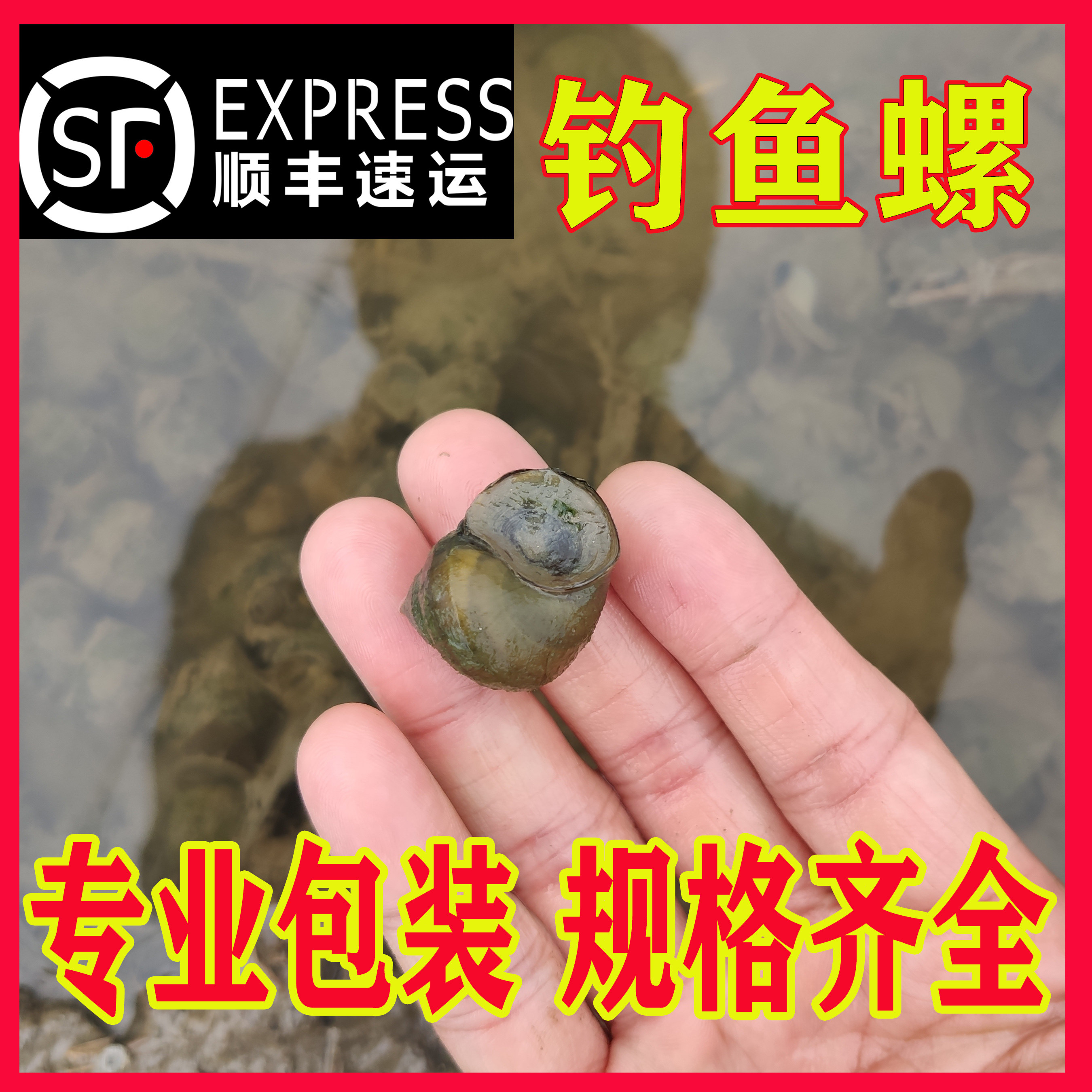 【顺丰包邮】鲜活钓鱼螺脆螺鲜活钓青鱼挂钩饵活体螺蛳薄壳小田螺