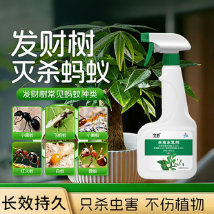 发财树蚂蚁药家用端室内专用神非无毒全窝杀蚂蚁灭除器驱虫除虫药