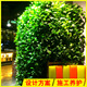 室内户外垂直立体绿化生态植物墙花盆施工深圳广州绿植墙盒子工程