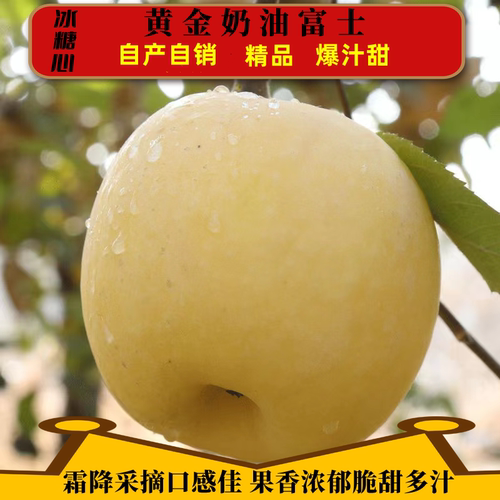 烟台苹果正宗奶油黄富士脆甜多汁