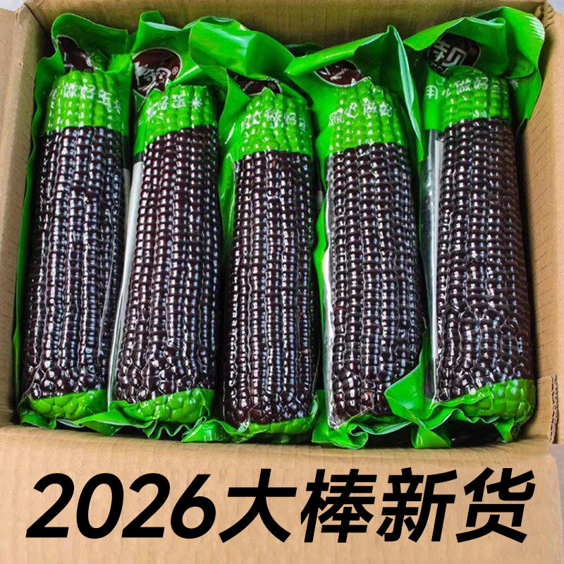 待见黑糯玉米2026大棒新鲜真空包装香甜糯黑玉米山西低脂粗粮苞米