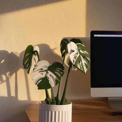 白锦白绿龟背竹仿真植物磁吸杯垫可选隔热垫 - 客厅装饰 - 3D打印