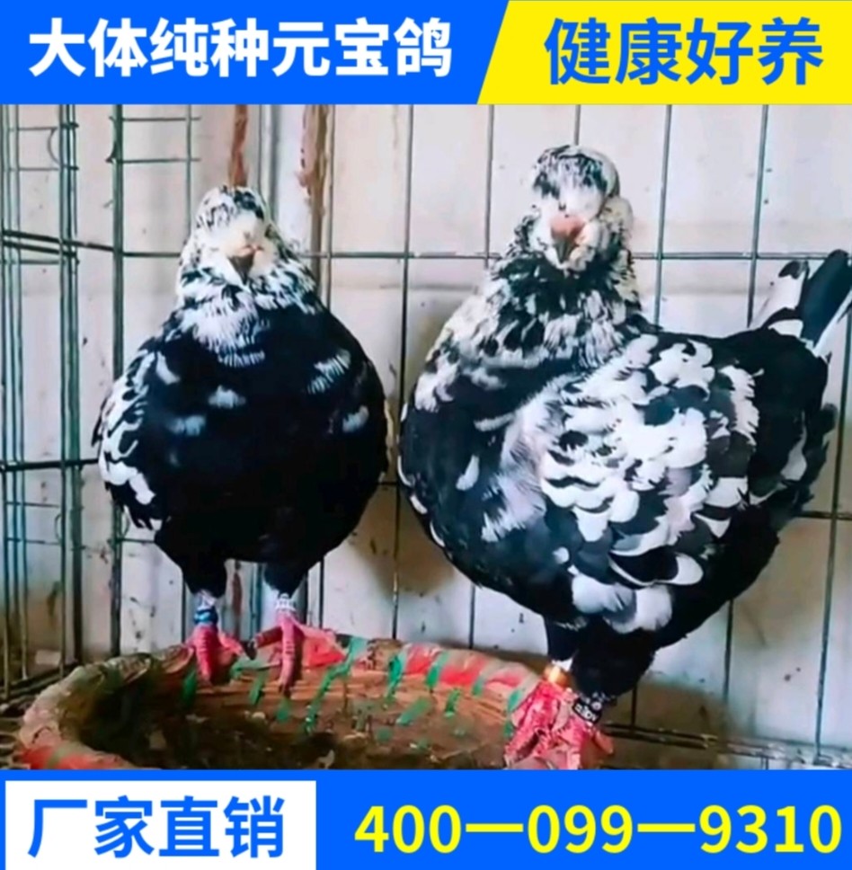 巨型大型元宝鸽子观赏鸽青年鸽公斤肉鸽种鸽顺丰包邮