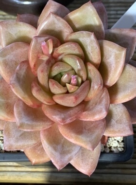 22222222蔡蔡多肉