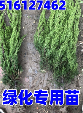 绿化苗木龙柏小苗 小龙柏 龙柏球 四季常青龙柏树苗龙柏盆景