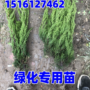 绿化苗木龙柏小苗 小龙柏 龙柏球 四季常青龙柏树苗龙柏盆景