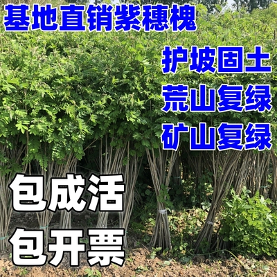 紫穗槐树苗开花护坡容易成活