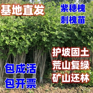 紫穗槐树苗刺槐苗国槐耐寒耐旱防沙护坡固土矿山荒山复绿化小树苗
