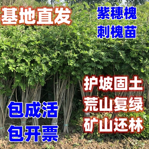 紫穗槐国槐苗刺槐苗固土护坡绿化