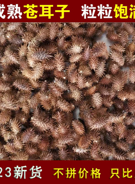 2024年新货新鲜苍耳成熟带刺毛苍子泡脚中药材用法用量请尊医嘱