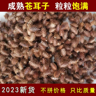 2024年新货新鲜苍耳成熟带刺毛苍子泡脚中药材用法用量请尊医嘱