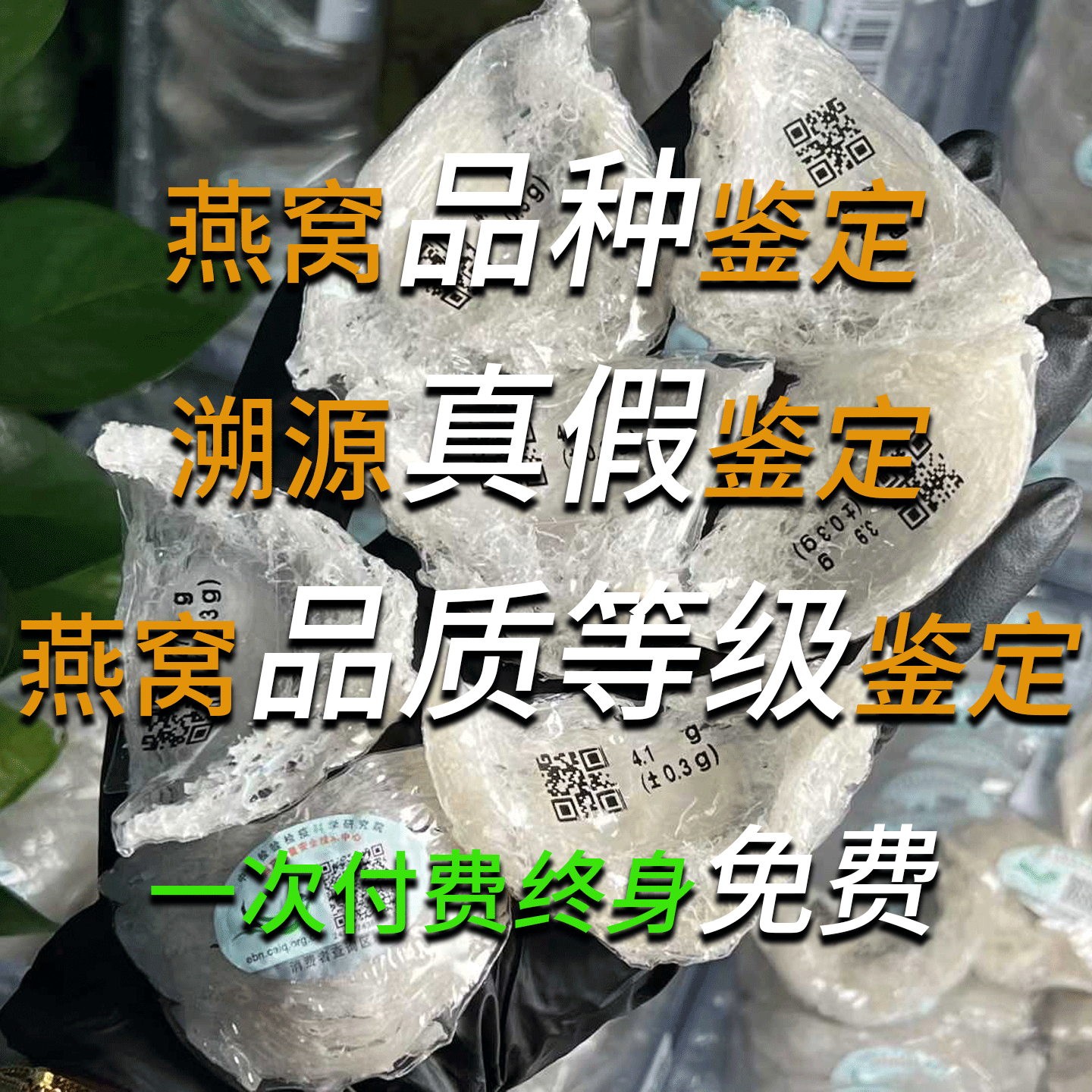 燕窝鉴定 印尼国标溯源码马来燕窝越南洞燕大燕盏孕妇泰国金丝燕