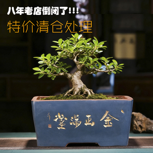 特价处理长方形马槽陶瓷盆树桩盆简约文竹植物特大号老桩花盆清仓