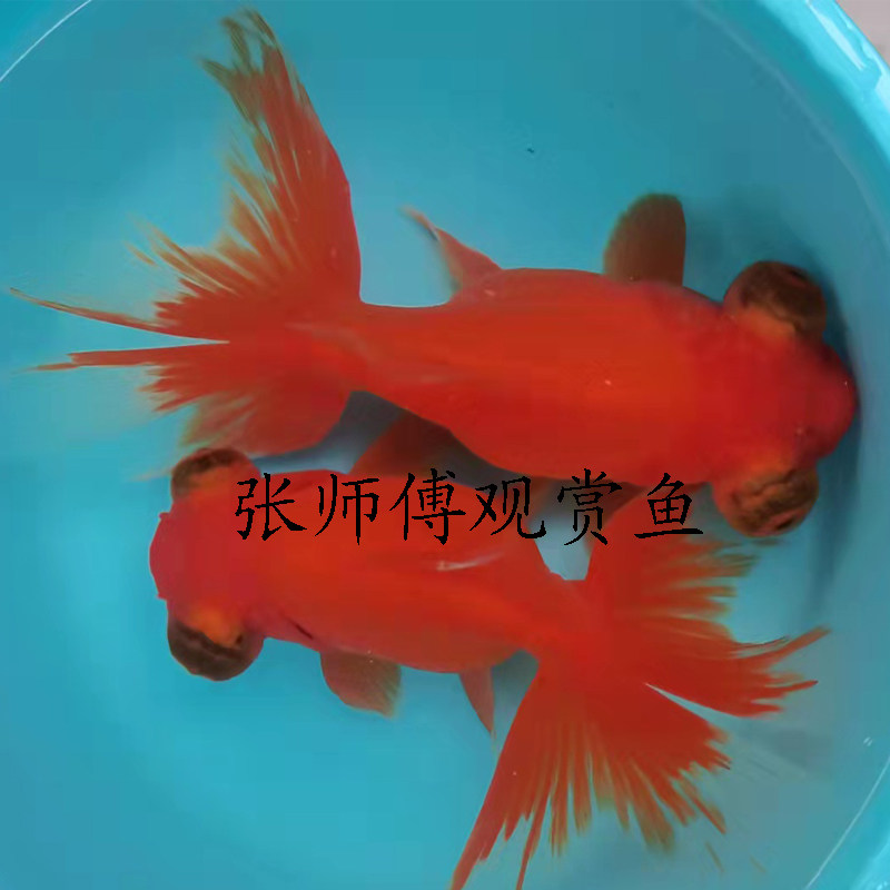 金鱼活体精品红龙睛黑龙睛观赏鱼淡水冷水红国狮鱼好养宠物鱼