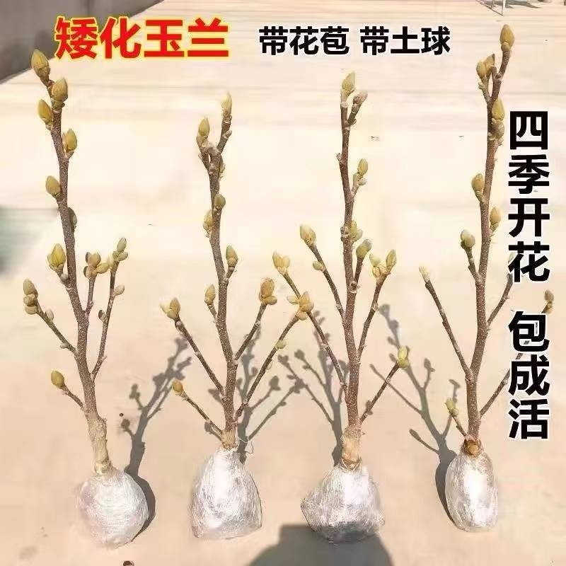 玉兰花苗盆栽紫玉兰树苗红白黄玉兰南北方种庭院耐寒花卉景观植物