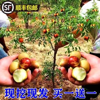 枣树活苗特大冬枣嫁接特大北方南方种植庭院葫芦枣树果树果苗盆栽